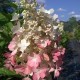 Hydrangea paniculata Candlelight - bugás hortenzia