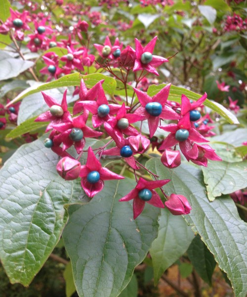 Clerodendrum trichotomum Fargesii - végzetfa