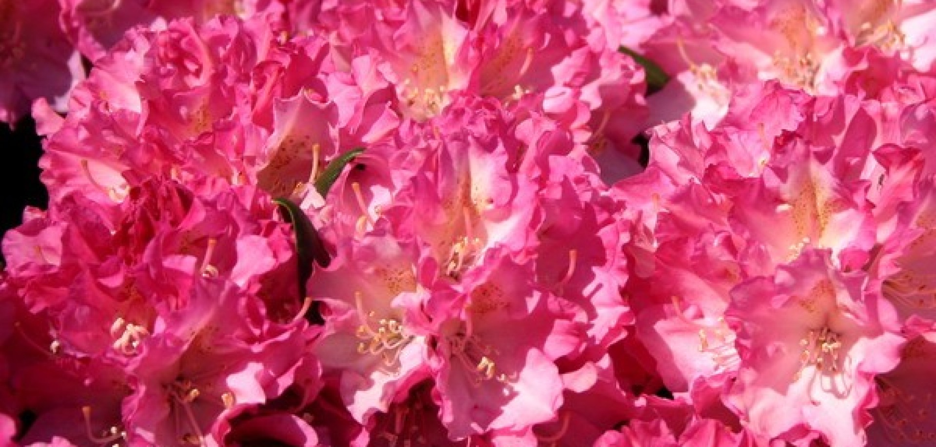 Azalea és Rhododendron fajták