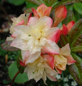 Rhododendron Horizon Monarch - Örökzöld havasszépe