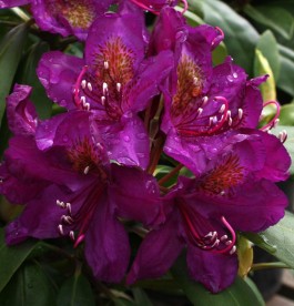 Rhododendron Marcel Menard - Örökzöld havasszépe