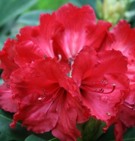 Rhododendron Red Jack - Örökzöld havasszépe