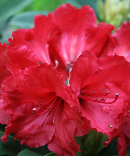 Rhododendron Red Jack - Örökzöld havasszépe