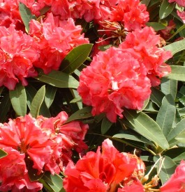 Rhododendron ’Wilgens Ruby’ - Örökzöld havasszépe