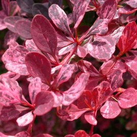  Berberis thunbergii Rose Glow - Tarka levelű borbolya