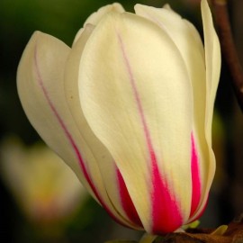 Magnolia concinna Sunrise - Liliomfa oltvány
