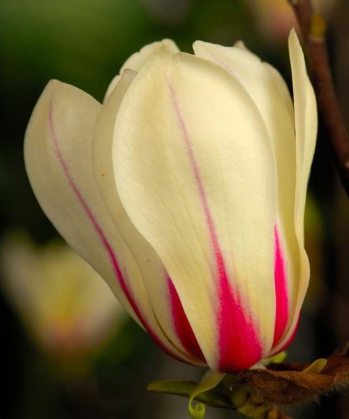 Magnolia concinna Sunrise - Liliomfa oltvány