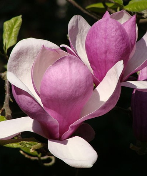 Magnolia Lennei - Liliomfa