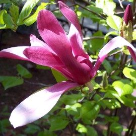 Magnolia Nigra - Liliomfa