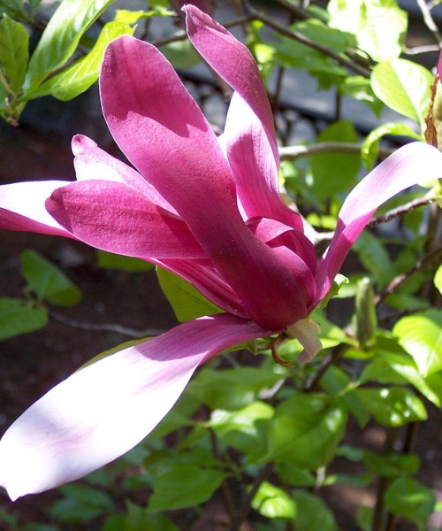 Magnolia Nigra - Liliomfa