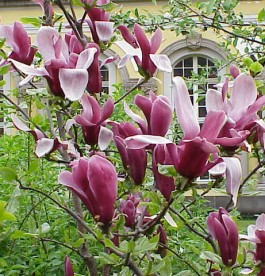 Magnolia Rickii - Liliomfa