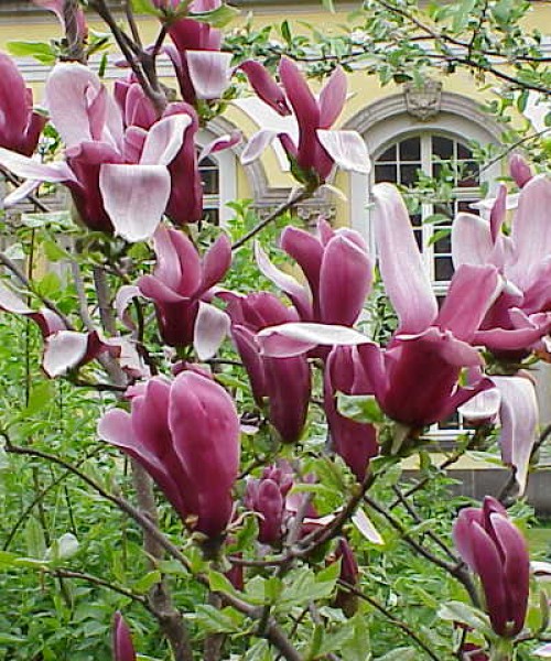 Magnolia Rickii - Liliomfa