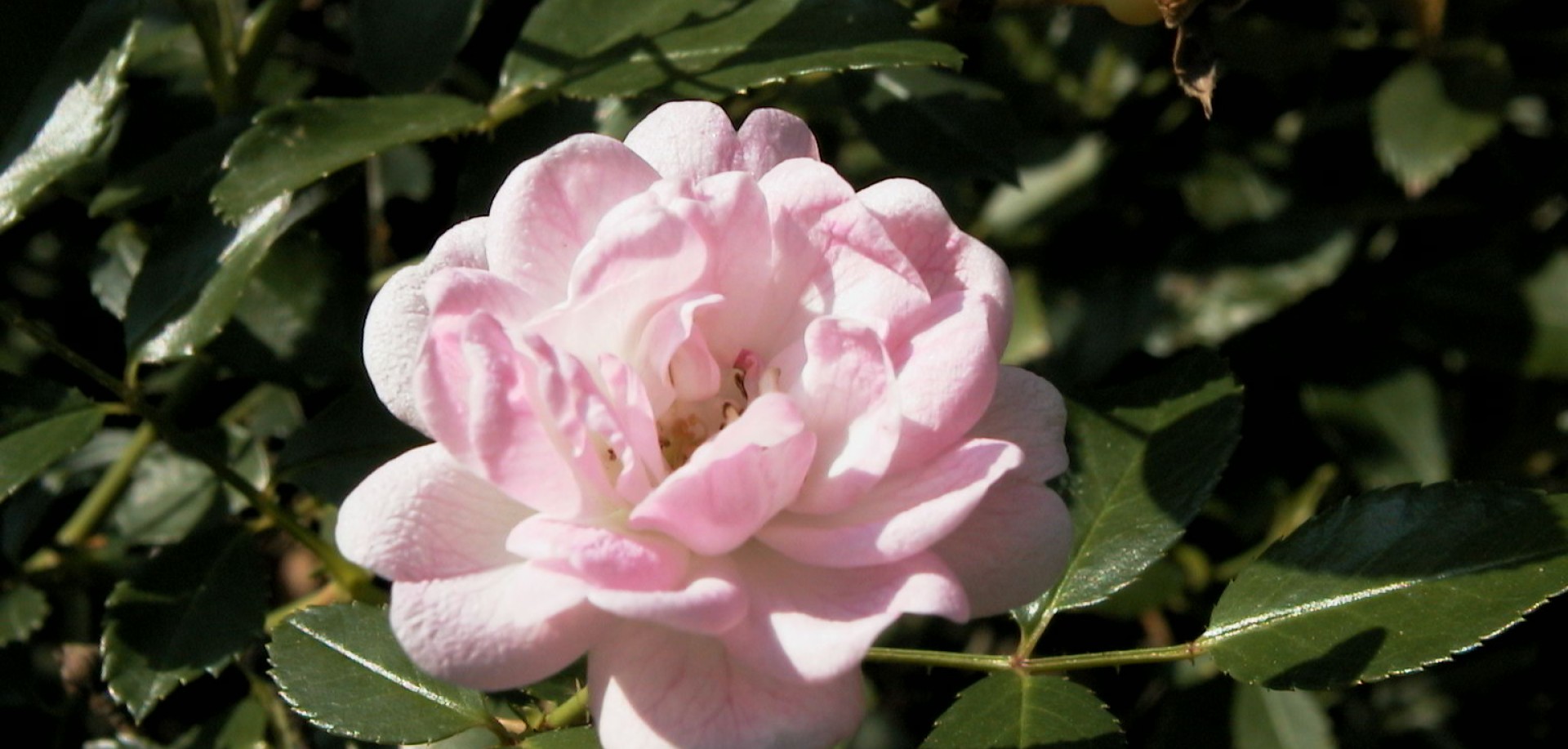 Talajtakaró rózsa fajták