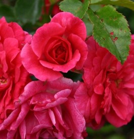 Rosa Heidi - Talajtakaró rózsa