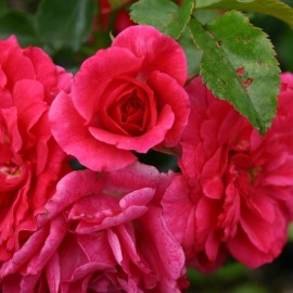 Rosa Heidi - Talajtakaró rózsa