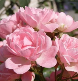 Rosa The Fairy - Talajtakaró rózsa
