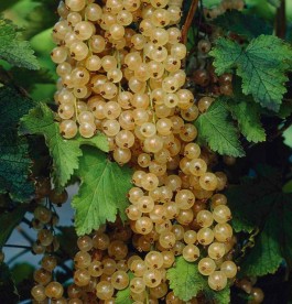 Ribes nigrum 'Blanka' - Fehér ribizl