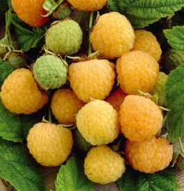 Rubus idaeus Golden Everest - Sárgamálna