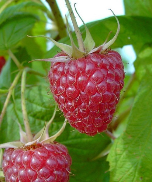 Rubus idaeus Zefa III - Málna