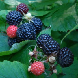 Rubus occidentalis Black Jewel - Fekete málna
