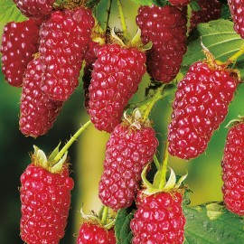 Rubus Tayberry Buckingham - Szedermálna