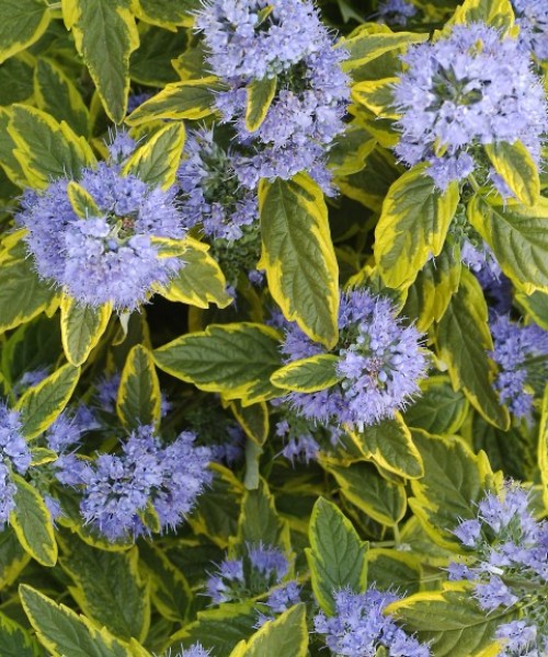 Caryopteris clandonensis Summer Sorbet - Angol kékszakáll 