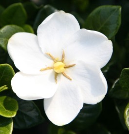 Gardenia jasminioides Kleim’s Hardy - Illatos gardénia