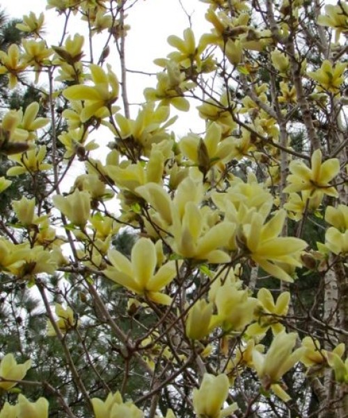 Magnolia Elizabeth  - Liliomfa oltvány