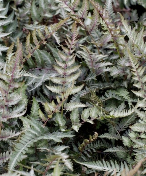 Athyrium niponicum Metallicum  - Japán hölgypáfrány