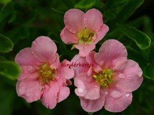 Potentilla fruticosa 'Pink Queen'