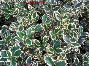 Ilex aquifolium 'Argenteomarginata'