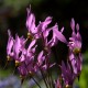 Dodecatheon meadeia – Cifra bálványvirág