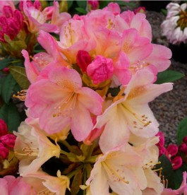 Rhododendron Percy Wisemann - Örökzöld havasszépe