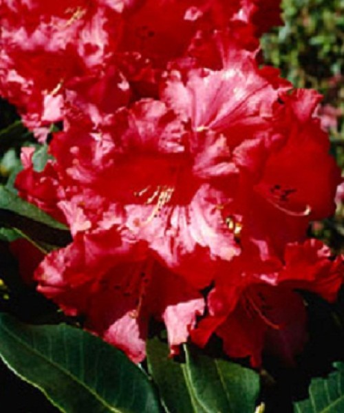 Rhododendron ’Makeeta's Price’ - Örökzöld havasszépe