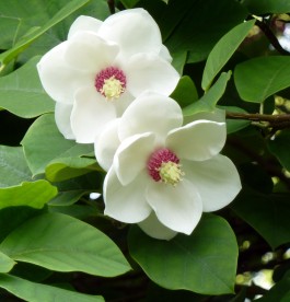 Magnolia sieboldii - Oyama liliomfa