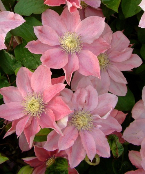 Clematis 'Little Mermaid' - Iszalag