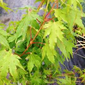 Acer palmatum Going Green - Japán juhar