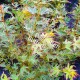 Acer palmatum Butterfly - Japán juhar