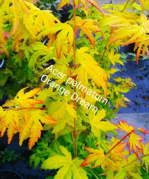 Acer palmatum Orange Dream - Japán juhar