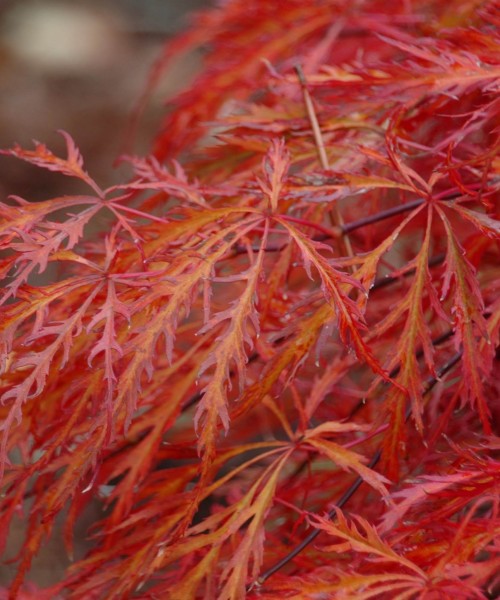 Acer palmatum dissectum 'Garnet' - Japán juhar - OLTVÁNY