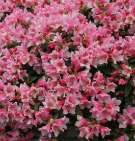 Rhododendron Wee Bee - Törpe havasszépe