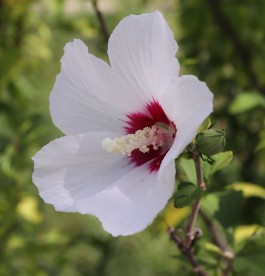 Hibiscus syriacus Red Heart - Mályvacserje