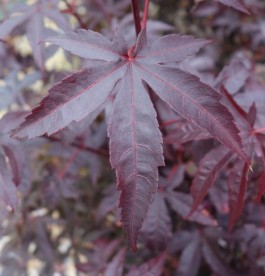 Acer palmatum Bloodgood - Japán juhar oltvány