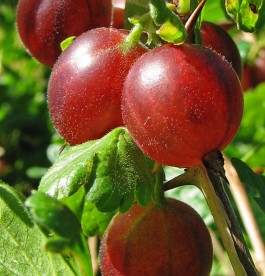 Ribes grossularia Hinnomaki piros - Piros termésű egres 