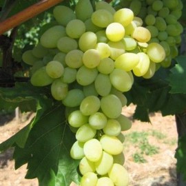 Bolgár Rezi - Csemegeszőlő