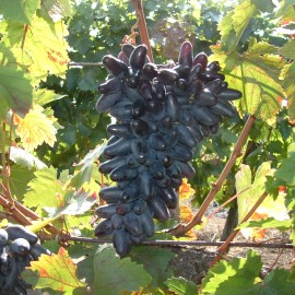 Souvenir - Csemegeszőlő