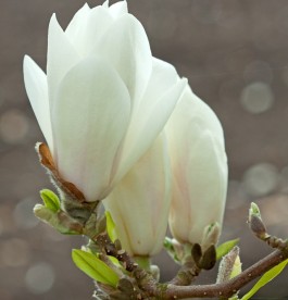 Magnolia Alba Superba - liliomfa