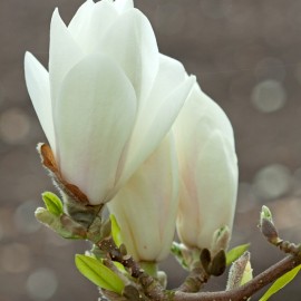 Magnolia Alba Superba - liliomfa