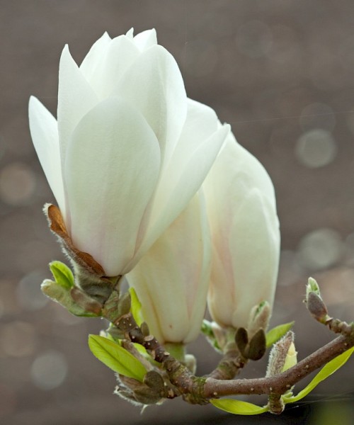 Magnolia Alba Superba