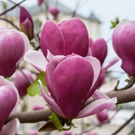 Magnolia Rustica Rubra - liliomfa
